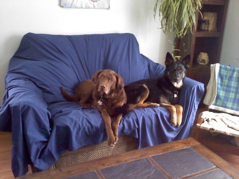 Jake and Bandit enjoying one of the new couches (I need to get some different colored sheets!!)